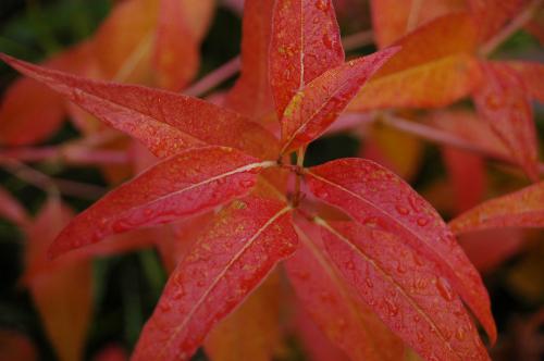 The leaf are changing colur - Son it will be winter all the leaf are starting to change colur The leaf are changing colur - Son it will be winter all the leaf are starting to change colur