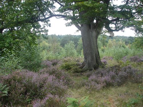 View Across The Top Of The Forest - A view across the top of St. Leonard's Forest, through a heather copse.