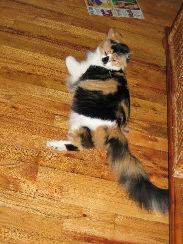 Little Miss (Princess) Cleo - Little Miss Cleo here is very picky about her cat litter. She got babied a lot when we first got her because she only has three legs. Poor kitty.