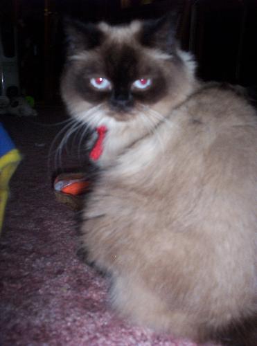Yodel's Persian Cat - This is yodels555's Persian Cat