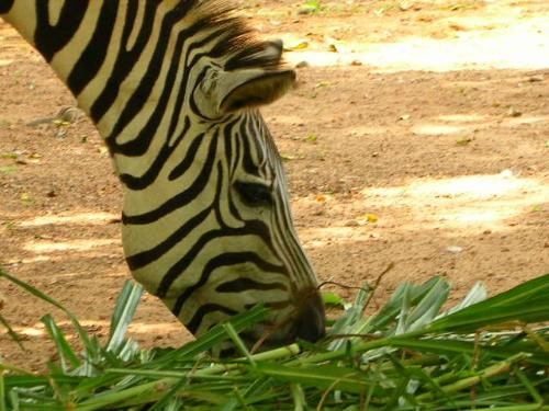 Zebra  - At the Trivandrum Zoo...