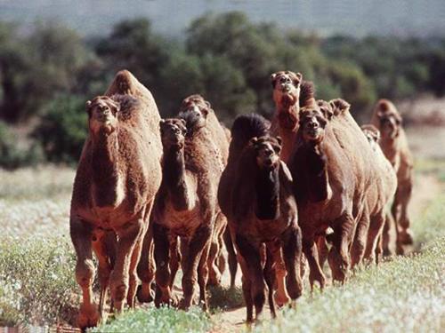 camels - its about camels