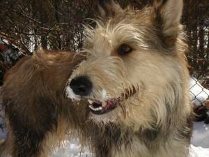 My dog - my dog!!!!
