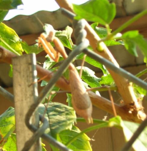 My little friend - one of the praying mantis's that was on the trumpet vine in my back yard