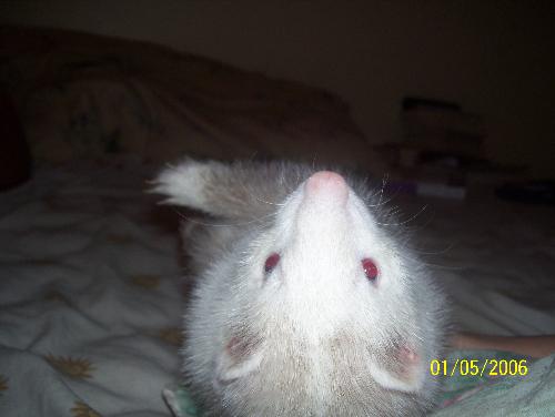 Teddy - This is Teddy my Butterscotch Ferret. He enjoys playing throughout the house, laying on his back, and sleeping in his hammock. He gets along great with dogs, cats, and children.