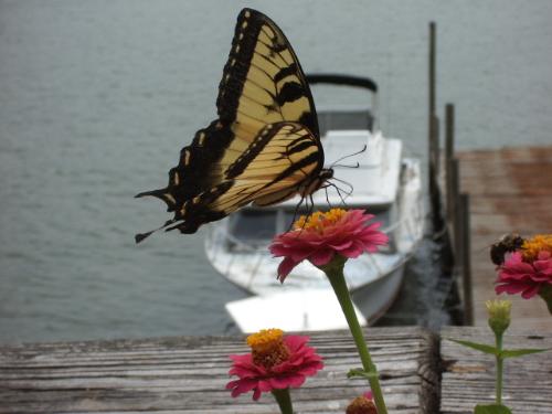 butterfly - Taken July 26,2007 on my deck in Md.