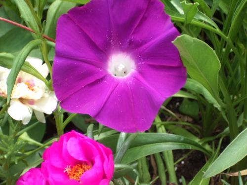 petunia - Taken July 2007 in Md. garden.