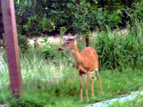 deer - Taken at Gunpowder State Park Md. 2006