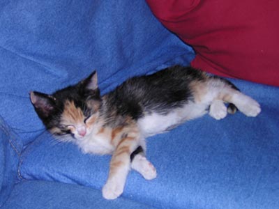 my cuty - my cuty little puppy i like it most she is my heart beat for 5 years but now she left me,but she is in my heart