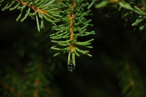 Raindrop on spruceneedle - On little raindrop ready to fall from the spruceneedle Raindrop on spruceneedle - On little raindrop ready to fall from the spruceneedle