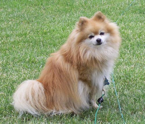 Rusty my Pomeranain - This is my beautiful baby boy. He was adopted from our local shelter 5 years ago on Valentines Day. How appropriate. He was 2 then. I think he was abused but now he is soooo totally spoiled. Which he desrves. Lately he has been having seizures. I feel so bad for him. He's a very brave little boy though.