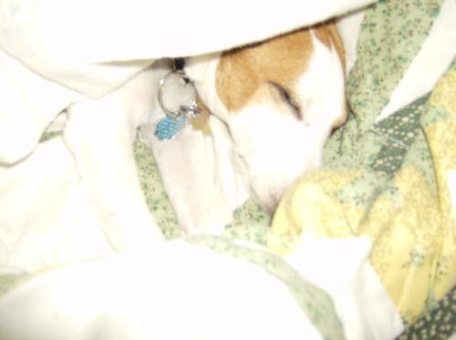 jackie&#039;s snoring! - this is my cute puppy "jackie" while she&#039;s sleeping in the bed and snoring!