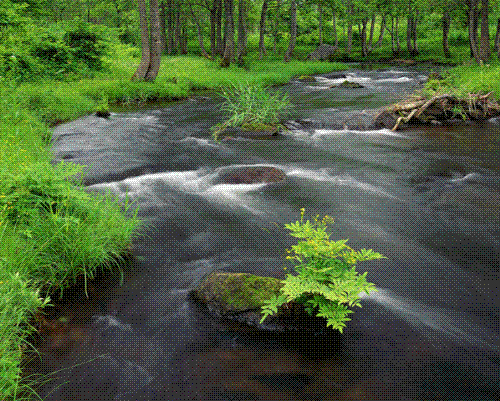 In The Windy Meadows - In the beautiful Creek.