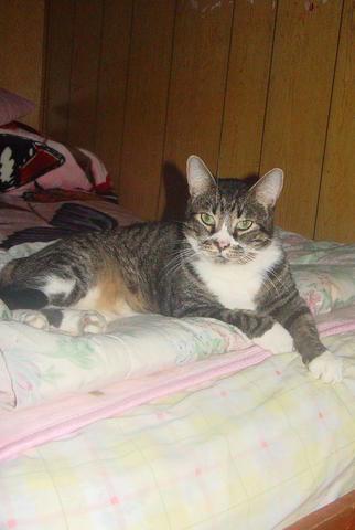 My Cat, Damien - My cat, Damien.