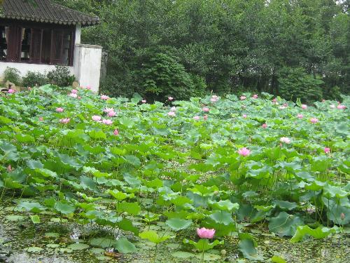 water lily - a lake in my school