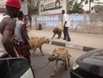 Hyenas as pets - Nigerian guys with hyenas and baboons as pets!!!
