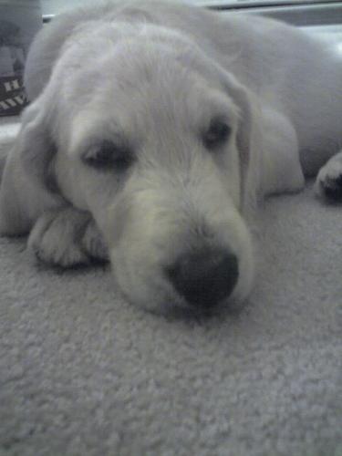 14 weeks old Labradoodle - This is our puppy. My son named him Milo. 