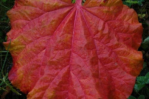One big rhubarb leaf - The fall colur of a rhubarb leaf