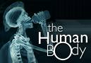 human body - images