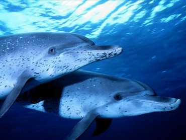 Dolphins - Nice dolphins.