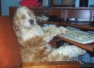 chit chatting - dog on line chatting