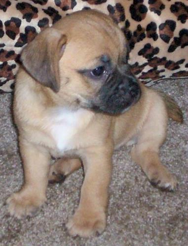 Our New Baby - This is our new baby but she needs a name. She is a Puggle Jug~Beagle, pug, jack russle mix.