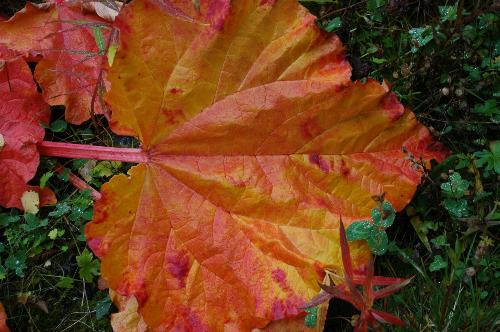 Rhubarb leaf in fall colur - Another rhubarbleaf in the fall colur