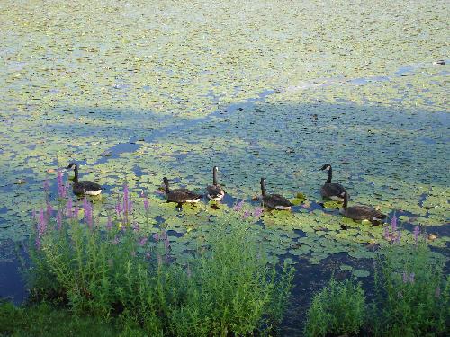 Billerica - Ducks in Lake - Picture taken of lake in Billerica