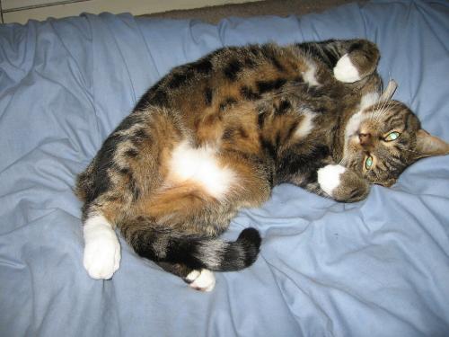 Moomin - My lovely cat