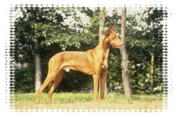 horny,dogs,mylot - image