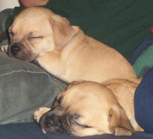 My baby and her sister - This is our pup and her sister all tuckered out!