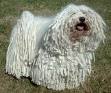 Puli - This is a puli. A hungarian hearding dog.