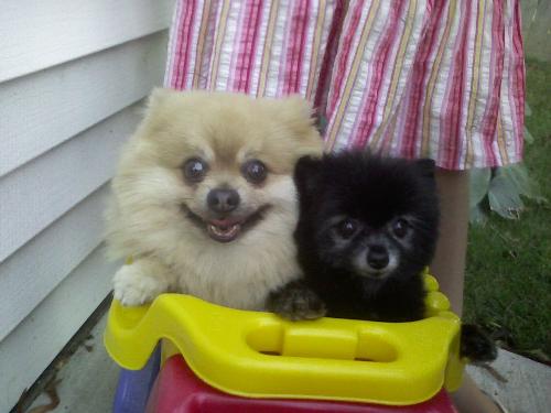 Winnie and Lobo - These two adorable pomeranians are out for a stroll in  their truck! Winnie, the black one, is a mini pom and a female while Lobo is a male. Do you hear the wedding bells?