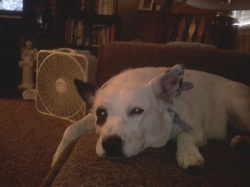 Dog days of summer - Jesse is exhausted or is she lazy. My blue heeler frequently lounges on the couch today she picked a spot next to the fan.