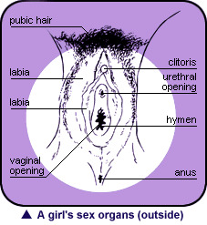 Pregnancy - Some more about a girl’s sex organs