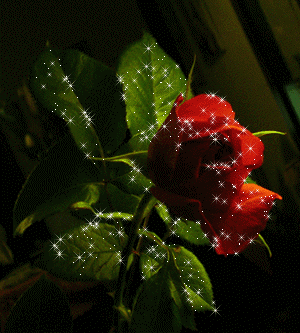 flower - flower photo