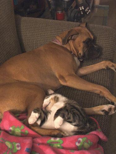 dog and cat - This is my boxer Bailey, and my cat Morgan, napping on the couch. They are just best of freinds, always playing, and sleeping together!