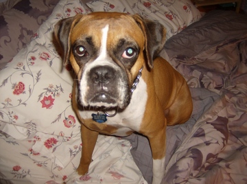 dog - This is my other boxer, Daisy, she is such a sweet girl!