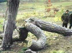 WHEN GOOD TREES GO BAD - OOuch