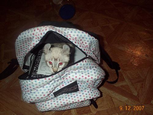 yukon in the book bag - how cute is this?