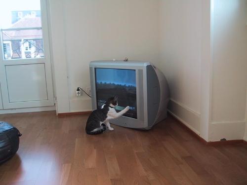 Watching television - Dulcio Watching TV