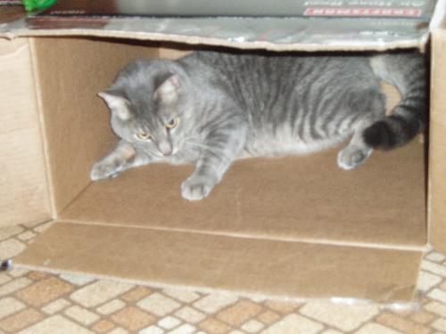 cats - my cat in a box