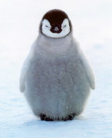 pingu - penguin