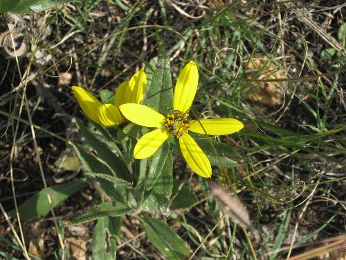 Yellow Flower - Taken at Curt Gowdy State Park in Wyoming.