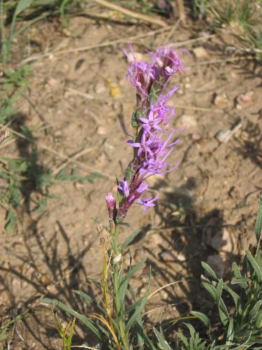 Pretty in Purple - One of the flowers out at CG