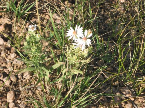 White Flower - Another easy photograph target