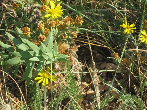Can you Spot the Bee? - It's there - Up Close and Personal!
