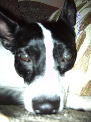 Bella - Bella is a great dog!