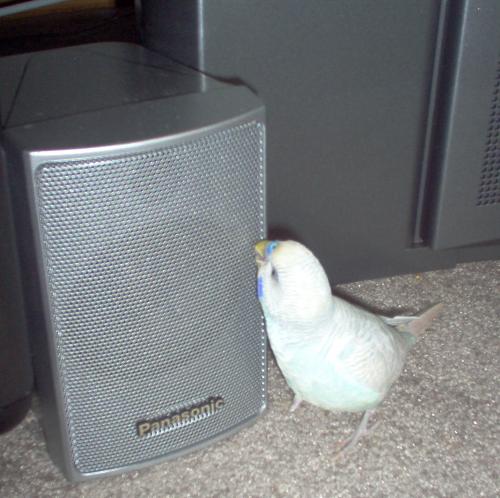 Loudy - Loudy was a great bird.