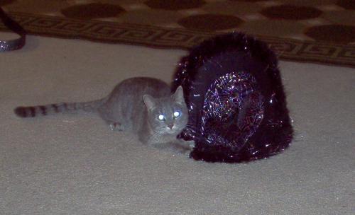 Bailey - Bailey is a wonderful cat!